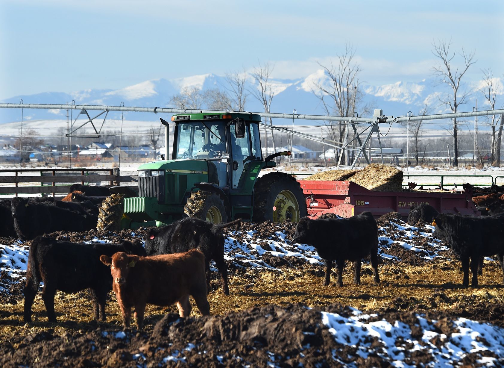 SX Calf feeding